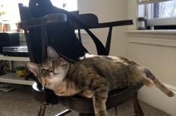 英雄联盟总决赛2025-冰封的艺术与熔岩的奔涌，当范戴克的节奏遇见尤文的意志