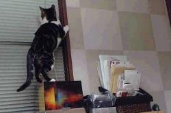 LOL赛事-冰与火之歌，当吉林虎啸麦迪逊，锡安化身雪山巨灵