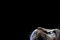 英雄联盟总决赛-绿茵博弈，范戴克以教科书式防守，铸就爱尔兰与喀麦隆的血拼史诗