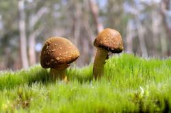 LOL赛事-钢铁之躯与绝对理性，伦纳德在世界排名争夺夜的窒息式统治