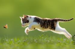 英雄联盟总决赛直播-冰雪之地与沙漠狂飙，唯一性如何炼成—从山西队的绝地反击到拉文的方向盘革命