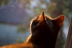 英雄联盟总决赛2025-选项