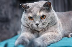 英雄联盟总决赛赛程-英格兰的十字架，当曼联忘记玫瑰，卡马文加在法兰西亮剑