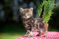 英雄联盟总决赛-中场艺术与战术铁幕，德布劳内的稳定创造与法国的无情终结