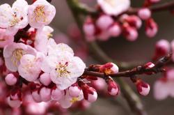 英雄联盟总决赛-赛道上的中锋，当恩比德在F1终点线前连续得分压制对手