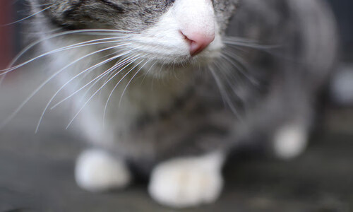 非洲黑马掀翻德甲豪强!安哥拉一波带走勒沃库森,罗德里戈绝杀封神