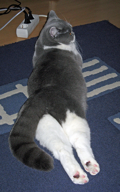 火山撼动雄狮！哥斯达黎加惊天逆转，萨内一脚定乾坤