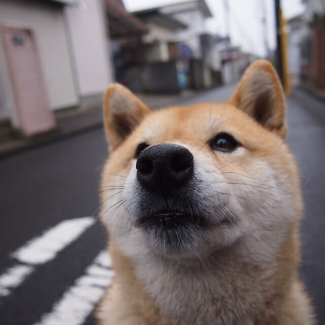 戈贝尔的掌控力,德甲争冠战之夜的终极主宰