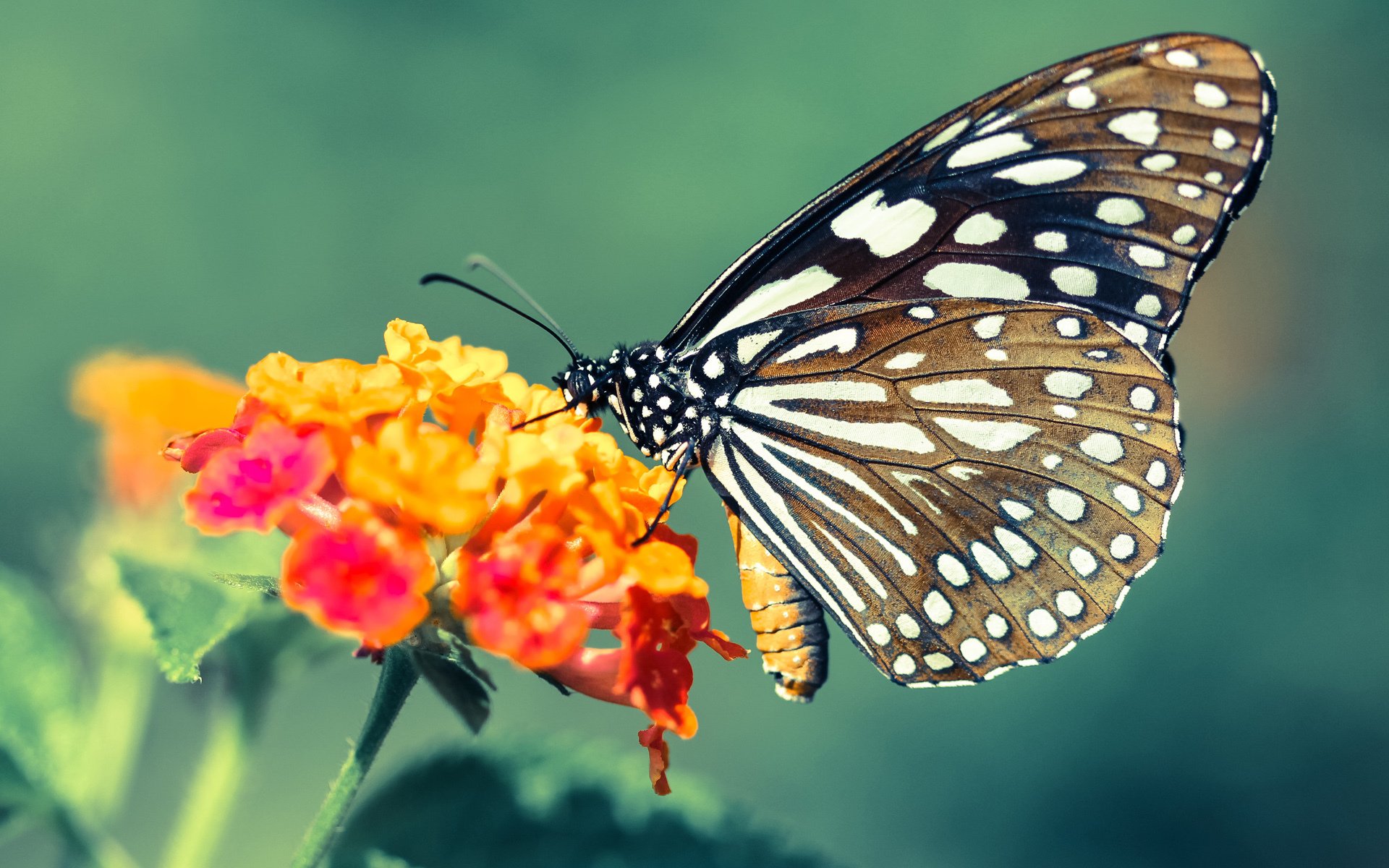 平行宇宙的篮球奇迹，当山西队在东决压哨绝杀凯尔特人