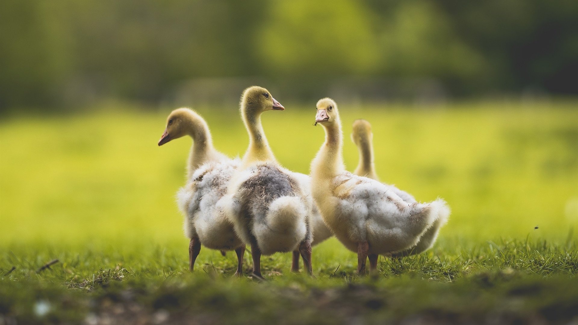 从梅西到凯恩，从迈阿密到堪萨斯，足球新大陆的双重奏