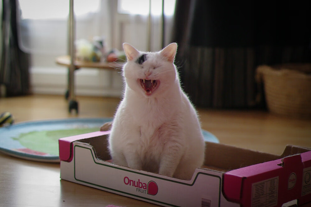 与子同袍，美加墨暴雨夜，拉梅洛扛起的不只是一支球队