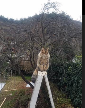 致命封喉，爱德华兹末节14分导演逆转，掘金窒息时刻击沉快船