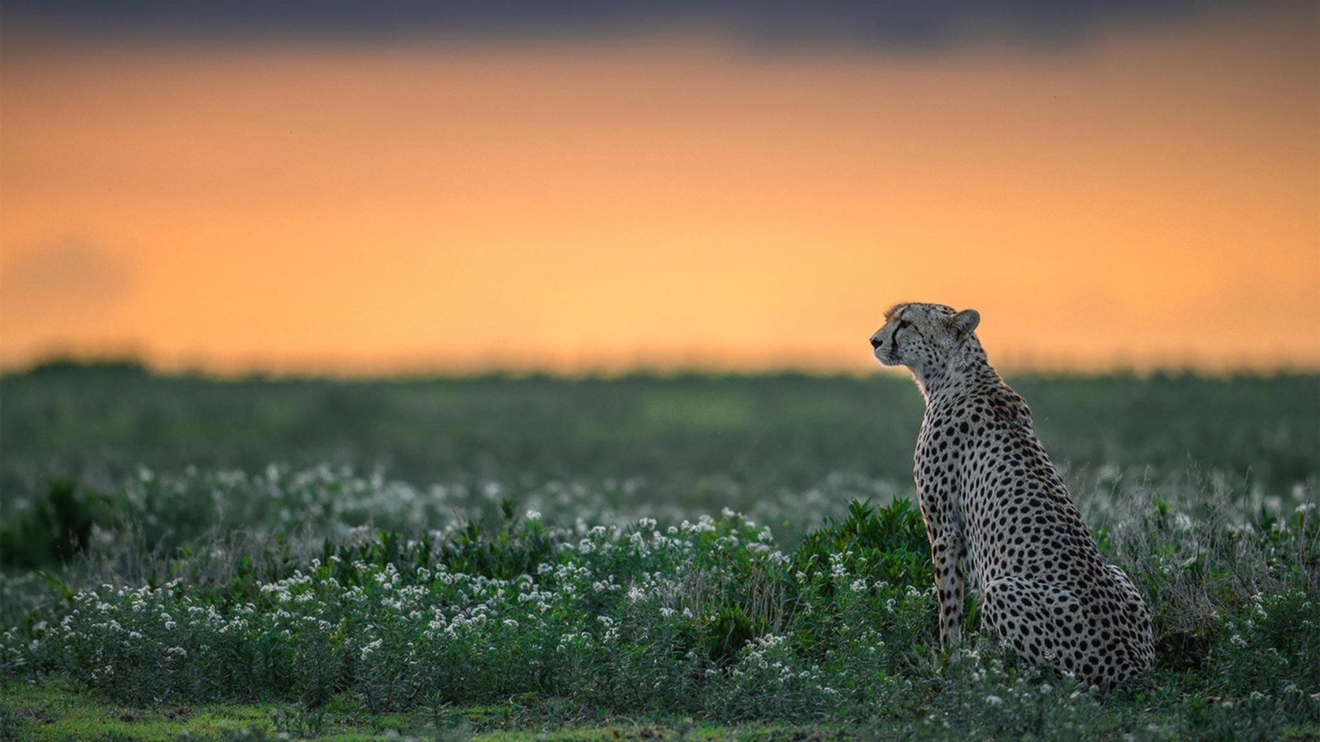 当俄城长矛刺穿欧洲，洛城紫金意外蒙尘，篮球世界的两场冰与火之歌