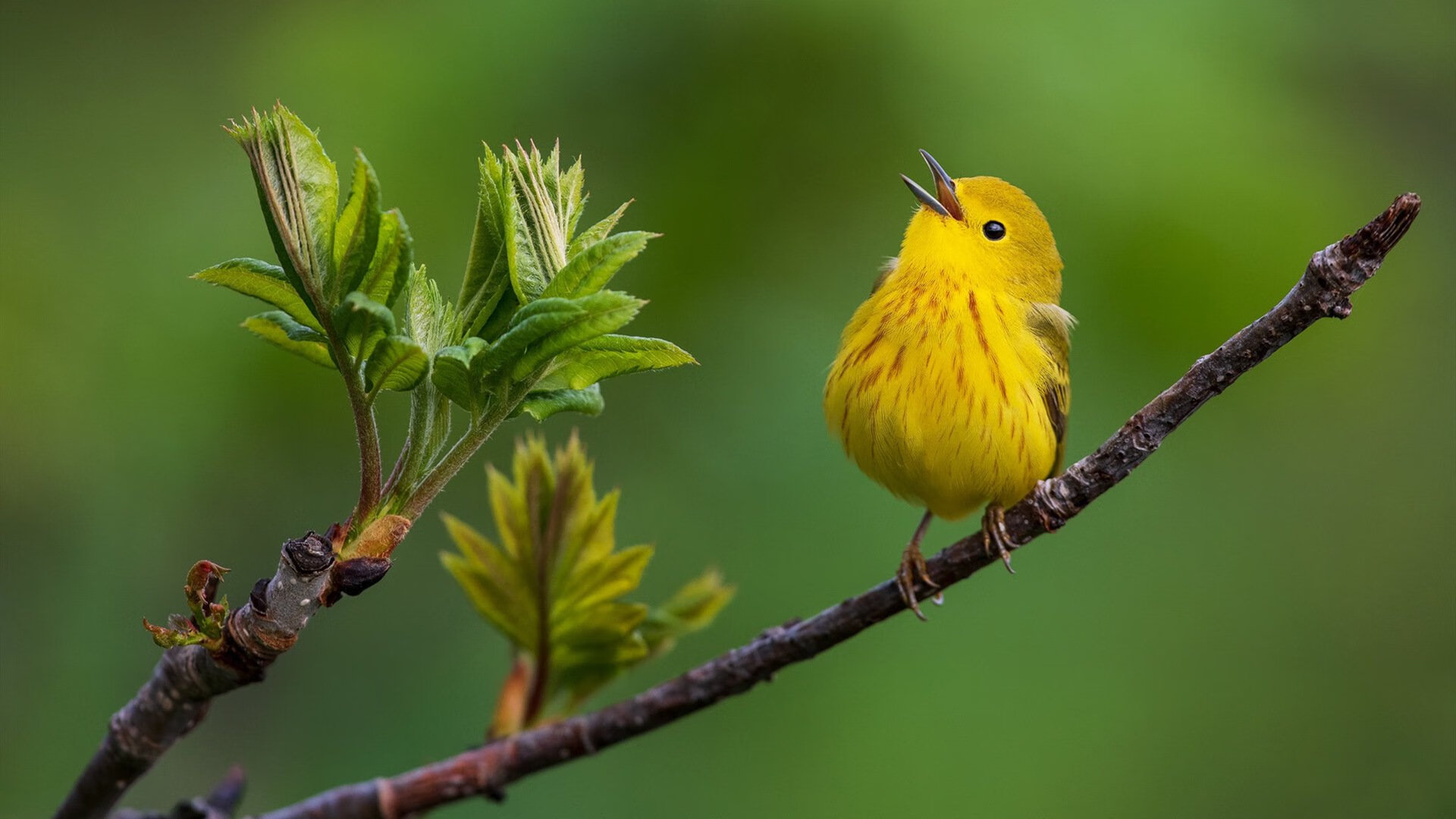 这一次，克莱拯救的不是勇士，是森林狼