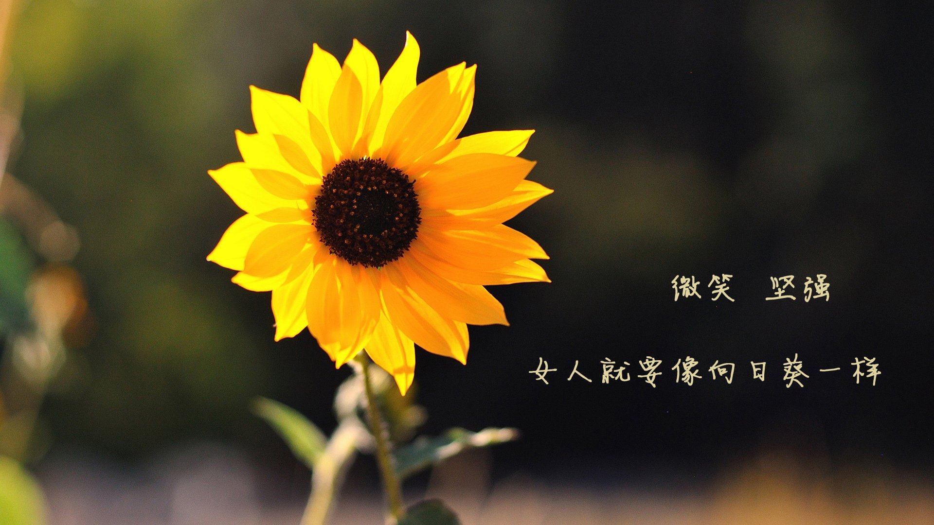 东方淬炼,哈利伯顿于焦点战中证明巨星潜质