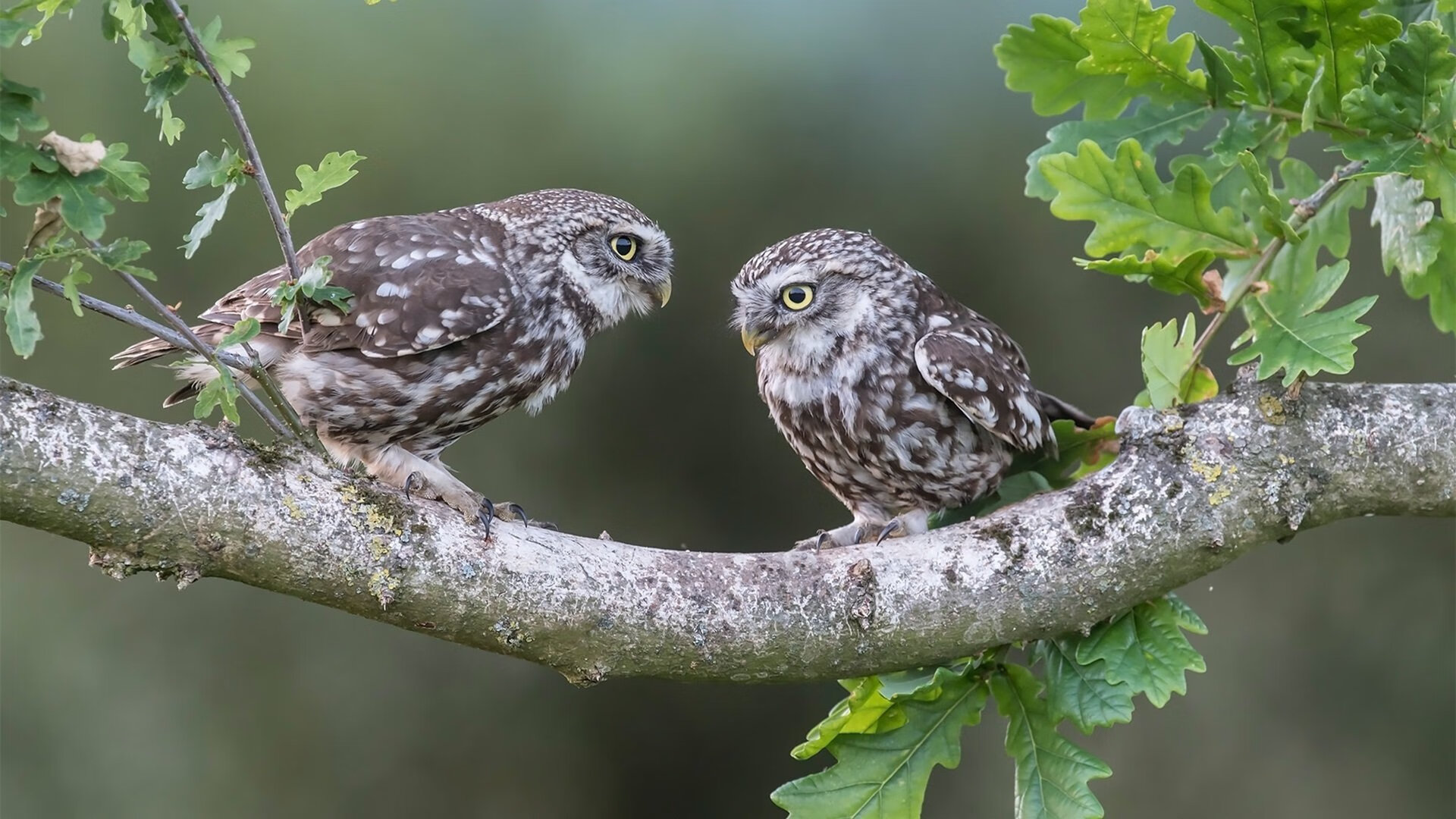 单骑救主!平行时空中恩比德降临CBA,吉林绝境爆发掀翻山西