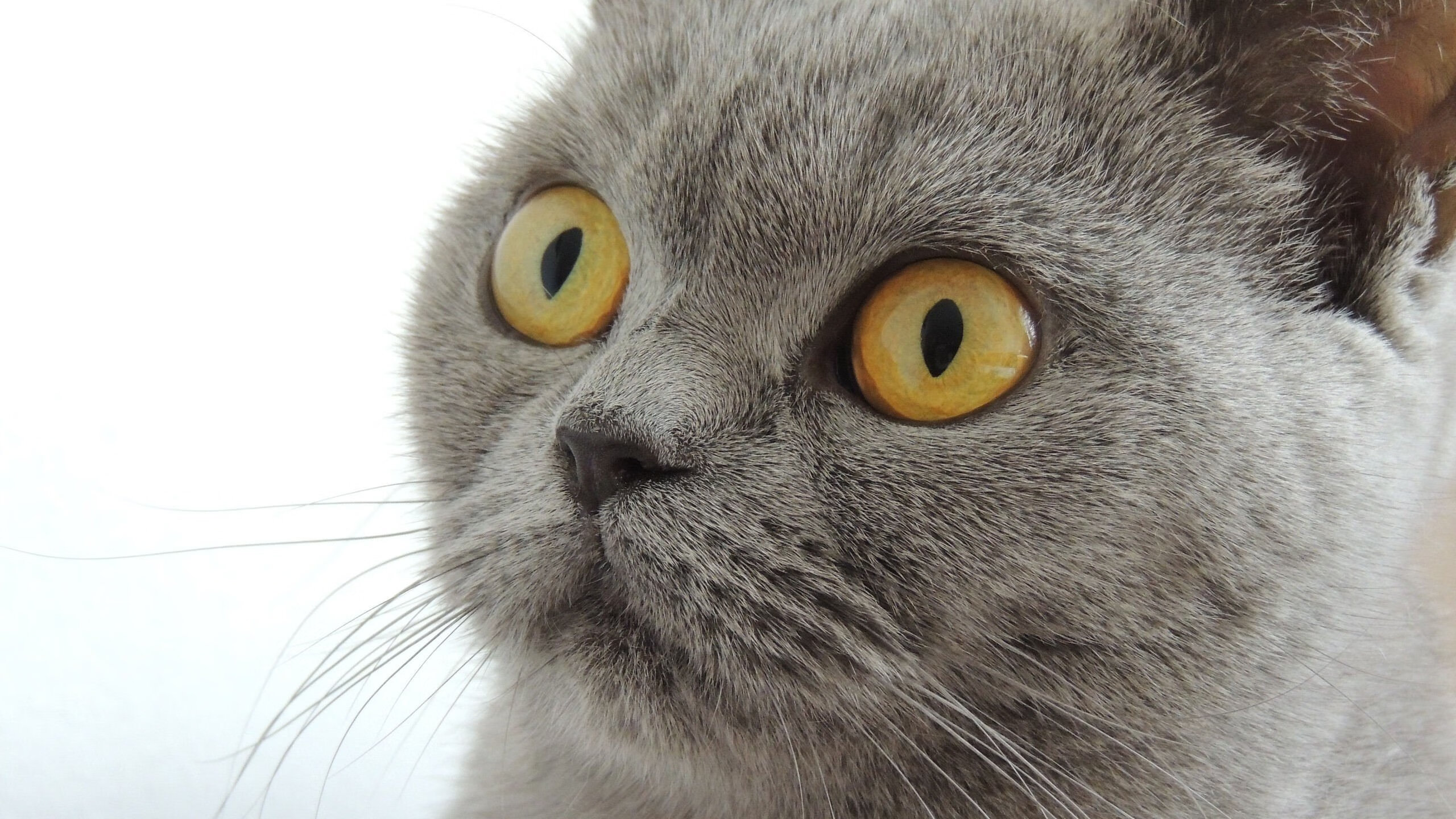 加勒比烈焰焚毁袋鼠军团!格纳布里独造三球导演牙买加火力风暴