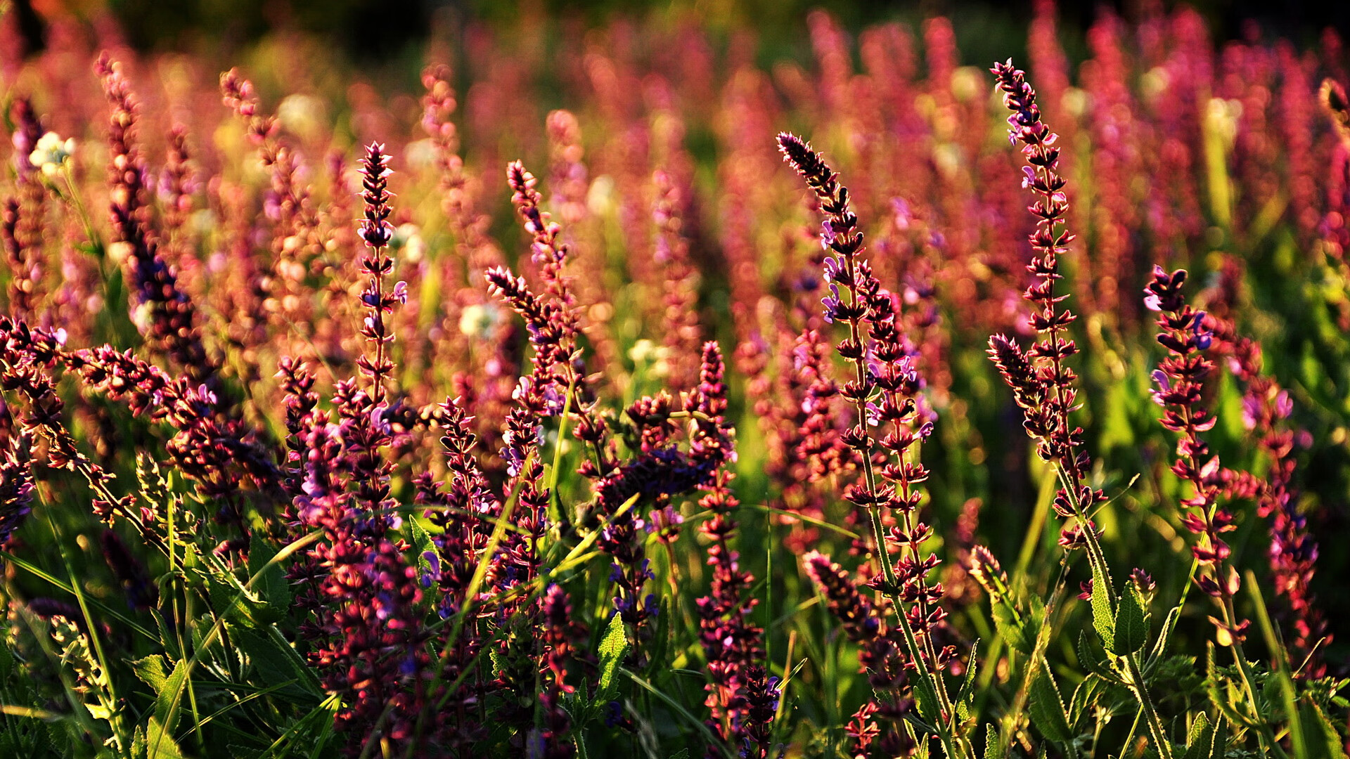 体育唯一性,德甲争冠激战与尼克斯轻取上海队的跨界共鸣