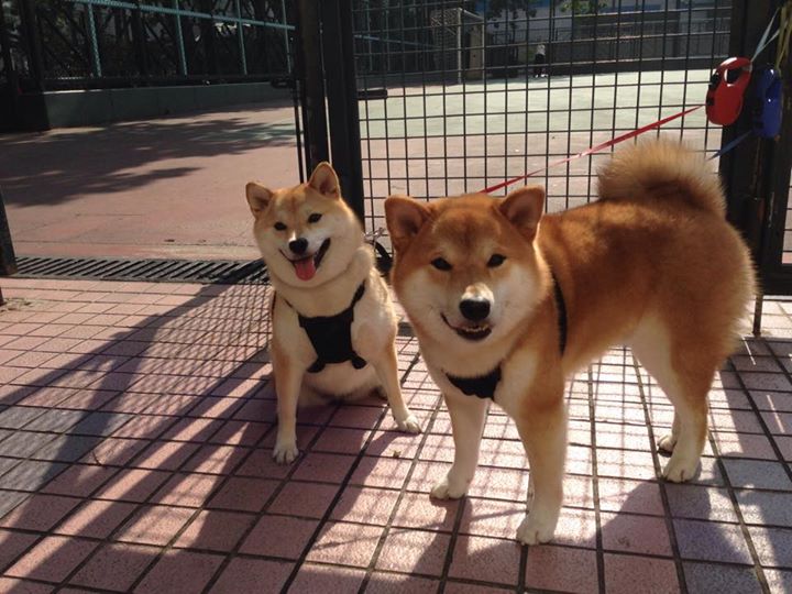 双线并行的决胜时刻，当绿茵炮火照亮虚拟战场