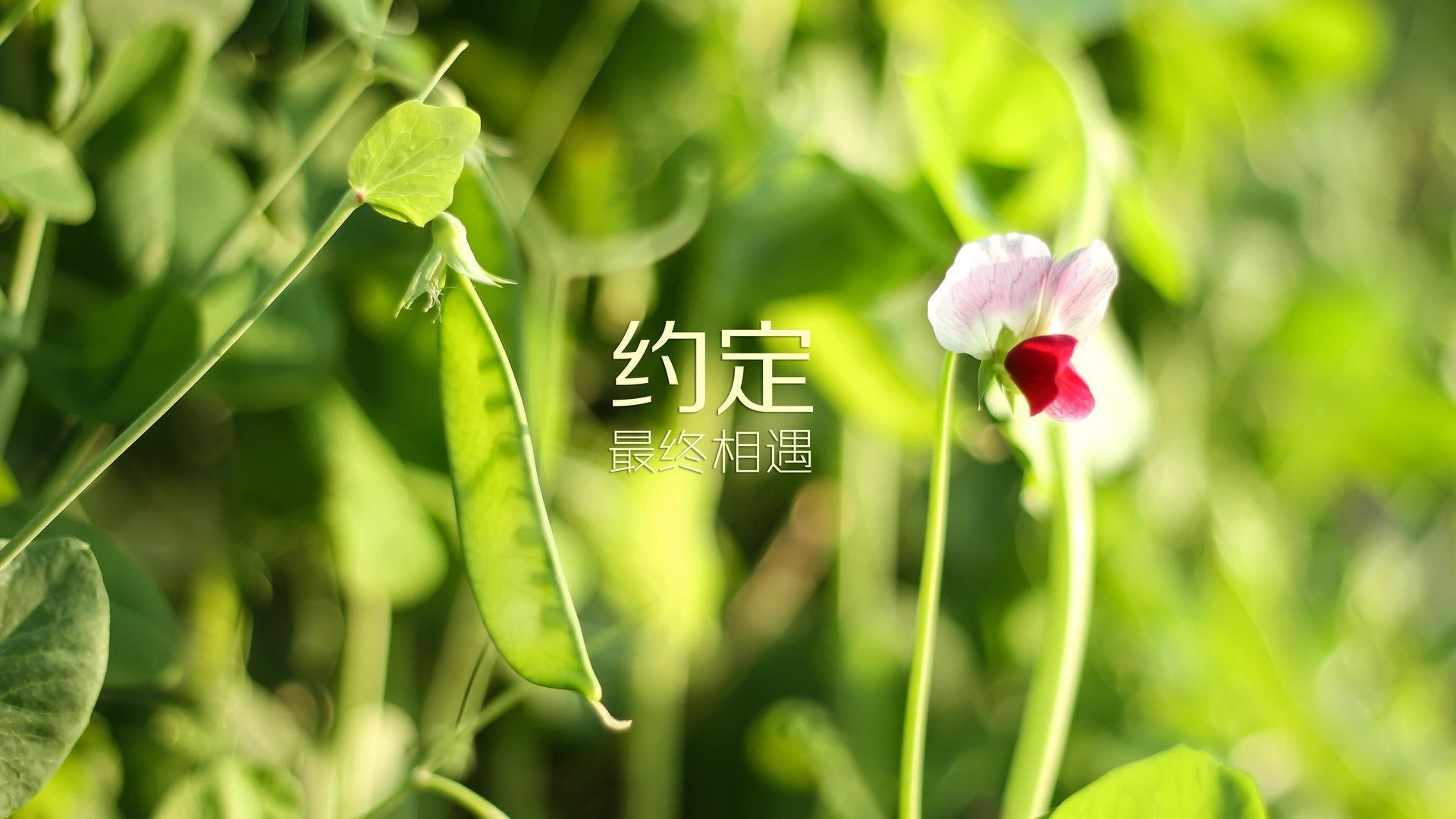 沙漠风暴席卷波斯铁骑，2026世界杯，哈兰德用一场碾压定义最强黑马